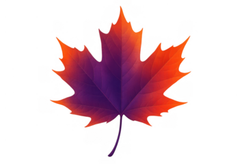 Single maple leaf showcasing autumn colors with a striking red to purple gradient, isolated on a transparent background
