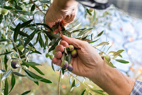 Close-up of the hands of an adult farmer as he works to harvest ripe olives in autumn. Traditional agriculture in Sardinia. - Powered by Adobe