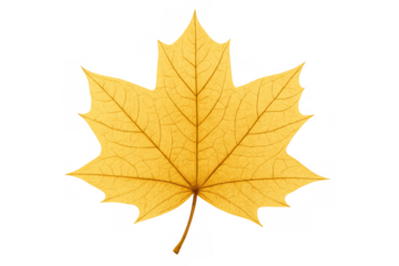Yellow maple leaf showing autumn foliage colors transparent background, seasonal plant element for fall designs