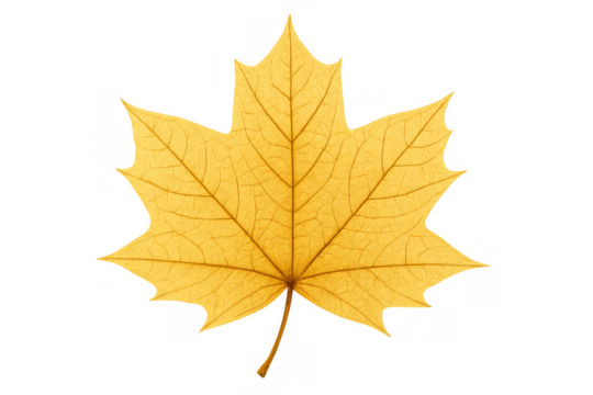 Yellow maple leaf showing autumn foliage colors transparent background, seasonal plant element for fall designs