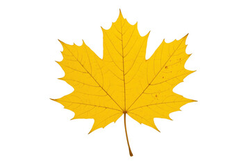 Fototapeta premium Yellow maple leaf showing autumn colors, symbolizing fall season and change, on a transparent background