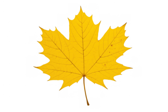 Yellow maple leaf showing autumn colors, symbolizing fall season and change, on a transparent background