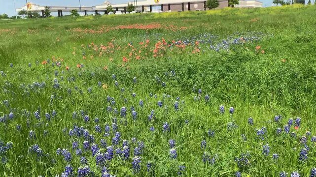 Ennis, Texas: Buc-ee's Gas station and convenience store with Texas wildflowers including bluebonnets, the state flower. Texas icons. 