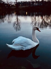 swan on the lake