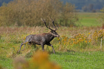 Jeleń szlachetny (Cervus elaphus), red deer © Bartosz Rakoczy