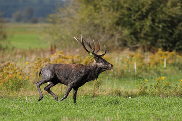 Jeleń szlachetny (Cervus elaphus), red deer © Bartosz Rakoczy