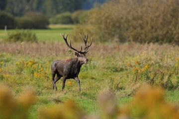 Jeleń szlachetny (Cervus elaphus), red deer © Bartosz Rakoczy