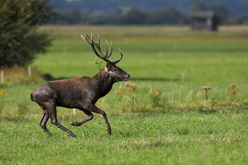 Jeleń szlachetny (Cervus elaphus), red deer © Bartosz Rakoczy