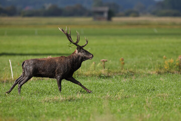 Jeleń szlachetny (Cervus elaphus), red deer