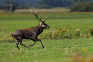 Jeleń szlachetny (Cervus elaphus), red deer