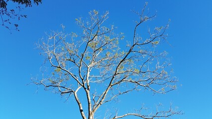 Obraz premium The stark beauty of a leafless tree reaching towards a clear, deep blue sky, capturing the essence of the natural world