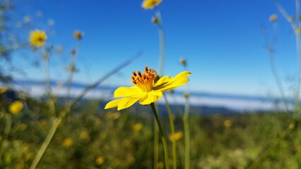 Fototapeta premium Vibrant Yellow Flower in Focus Against a Blue Sky and Green Meadow Nature's Beauty Unveiled. 20171203_081753