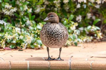 Photograph of an Australian female Wood Duck standing on bricks near a swimming pool in the sunshine in the Blue Mountains in NSW, Australia.