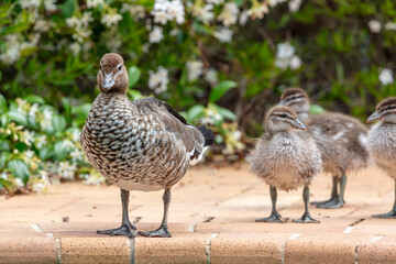 Photograph of an Australian female Wood Duck standing on bricks near a swimming pool in the...