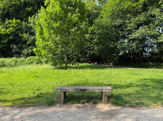 A simple wooden bench sits in a grassy clearing, surrounded by lush green trees. Sunlight filters through the leaves, casting dappled shadows on the ground in, Roundhay Park, Leeds, UK