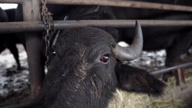 Buffalo farm in rural Ukraine in Transcarpathia. Animals graze, eat hay in an open barn. Authentic agriculture, animal husbandry and rural lifestyle. Peaceful atmosphere of a village with buffaloes