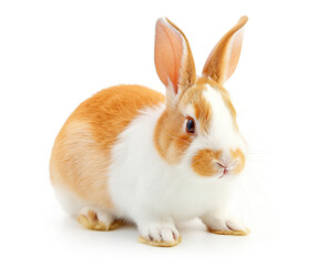 A domestic rabbit with soft red and white fur sits quietly on a white background