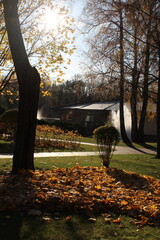 Autumn park with fallen leaves under trees Peaceful autumn park scene with large tree silhouette and carpet of fallen orange leaves on grass. 