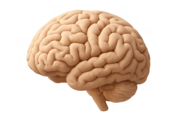 Human brain anatomy illustrating central nervous system organ for intelligence, thought, and memory on transparent background
