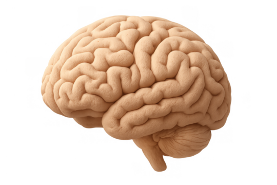 Human brain anatomy illustrating central nervous system organ for intelligence, thought, and memory on transparent background