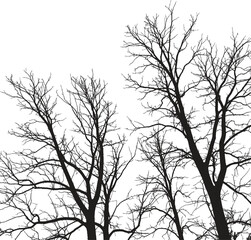 Silhouette of several bare trees against a white background in a stark and minimalist composition style