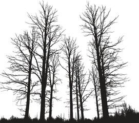 Silhouette of barren trees standing tall against a white background in a stark and minimalist scene