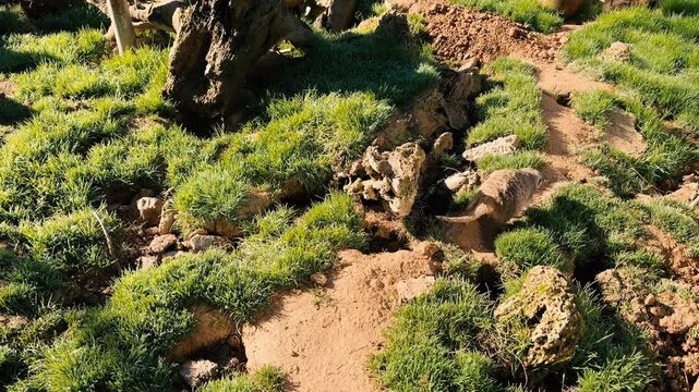meerkat on the ground
