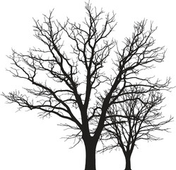 A stark silhouette of two bare trees against a white background showcasing intricate branch patterns