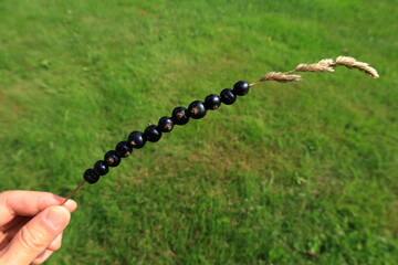 Black currant berries on hay or long grass straw. Tasty snack. Traditional summer activity. Concept photo. Held by hand. Close up and isolated, cloudy blue sky as background. Skara, Sweden.