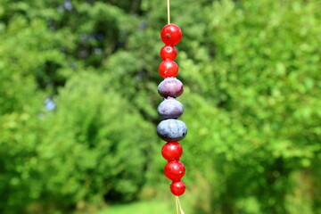 Blue berries and red currant on hay or long grass straw. Tasty snack. Traditional summer activity. Concept photo. Vertical. Close up and isolated, cloudy blue sky as background. Skara, Sweden.
