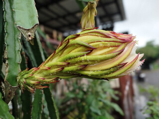Dragon Fruit Flower Bud with Dew