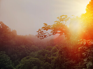 Dawn in the Costa Rican cloud forest, with sunrise in the green tropical rainforest. Dense Central...