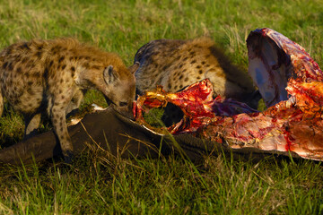 Spotted hyena (Crocuta crocuta), also known as the laughing hyena, a member of the hyena clan,...