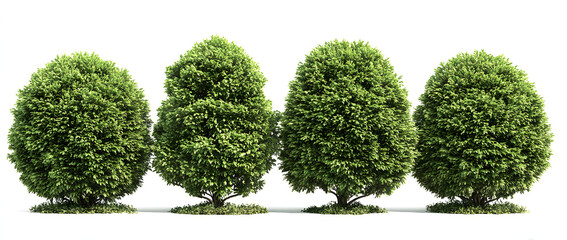 green tree isolated on white