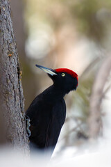 Black woodpecker (Dryocopus martius), a large black woodpecker with a red head on a tree trunk in winter Scandinavia.