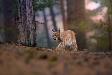 Eurasian lynx (Lynx lynx), young lynx walking through a coniferous forest at sunset. Typical cautious stealth of a feline.