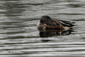 A male northern shoveler (Spatula clypeata) swimming with its beak between its feathers