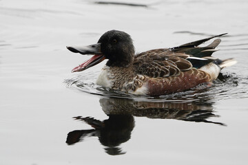 A male northern shoveler (Spatula clypeata) opening its beak