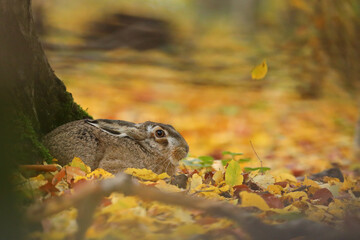 Zając szarak, hare, (Lepus europaeus)