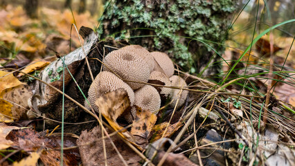 Puffball mushrooms cluster on a mossy forest floor amid golden autumn leaves, highlighting woodland ecology, seasonal change, and textured fungi in a tranquil fall setting.