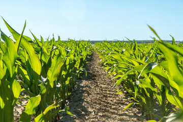 Corn plants grow tall in a sunny field during the bright summer day, showcasing green leaves and healthy development