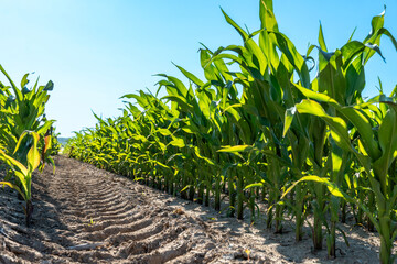 Corn plants grow tall in a sunny field, showcasing green leaves and well-tilled soil under a clear blue sky during summer