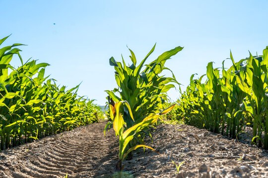 Rows of vibrant corn plants under a clear blue sky in a sunny agricultural field during summer