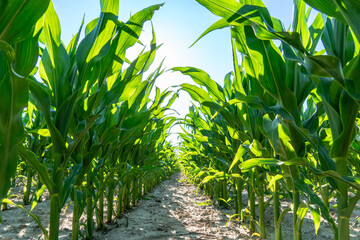 Lush green cornfield stretches towards bright sky under sunny weather during summer months