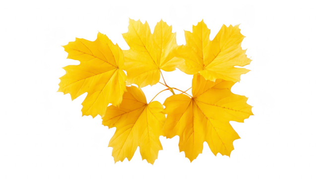 Yellow maple leaf autumn foliage isolated on transparent background vibrant seasonal color natural texture botanical element decorative cheerful fall nature