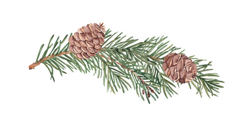 Pine or Fir Branch with cones. Watercolor Hand painted illustration of Winter forest plant with green needles on white background. Pine or Spruce Twig For Christmas design, festive decor, packaging