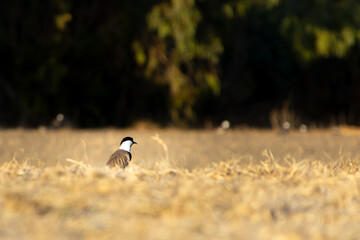 Spur-Winged Lapwing Standing in Open Field at Akrotiri, Limassol