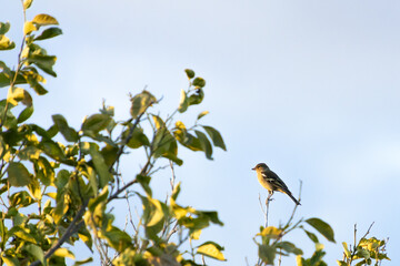 Common Chaffinch Perched on Citrus Tree Branch Against Clear Sky in Akrotiri, Limassol