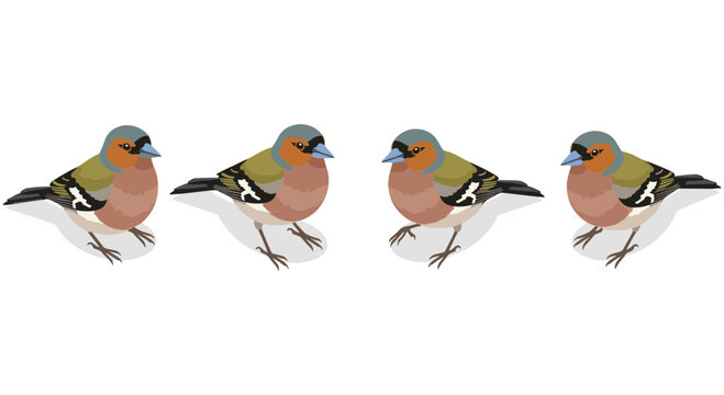 Isometric birds illustration featuring four colorful songbirds in various poses