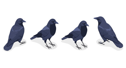 Obraz premium Set of four realistic crow designs in various poses on white background